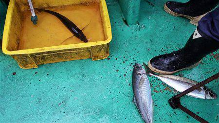 第三むつりょう丸 釣果