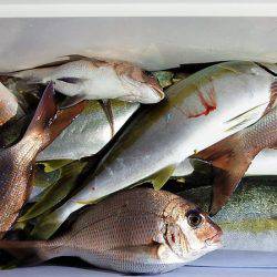 第三むつりょう丸 釣果