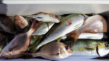 第三むつりょう丸 釣果