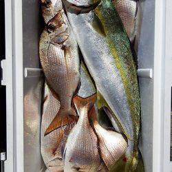 第三むつりょう丸 釣果