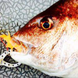 YELLOW-TAIL イエローテール 釣果