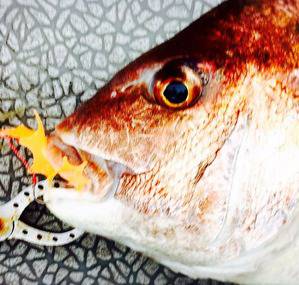 YELLOW-TAIL　イエローテール 釣…