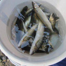 狩野川(狩野川漁業協同組合) 釣果