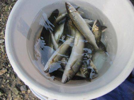 狩野川(狩野川漁業協同組合) 釣果