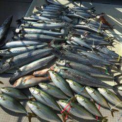 ミタチ丸 釣果