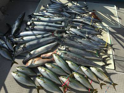 ミタチ丸 釣果