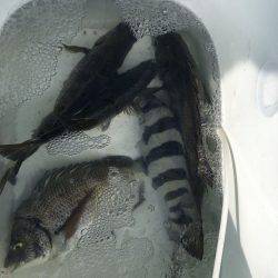 由良渡船 釣果