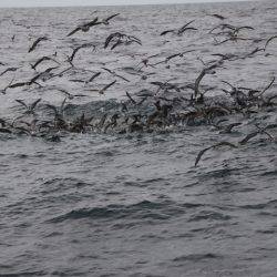 へいみつ丸 釣果