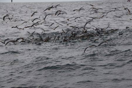 へいみつ丸 釣果