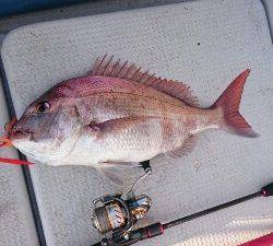 IDATEN(イダテン) 釣果