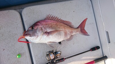 IDATEN(イダテン) 釣果