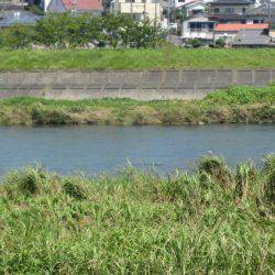狩野川(狩野川漁業協同組合) 釣果