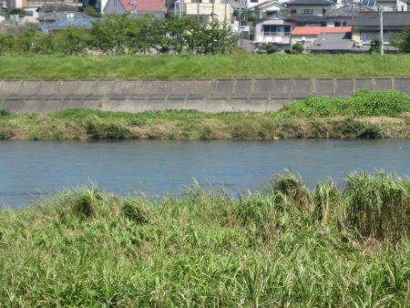 狩野川(狩野川漁業協同組合) 釣果
