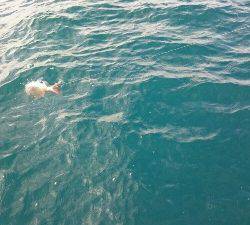 IDATEN(イダテン) 釣果