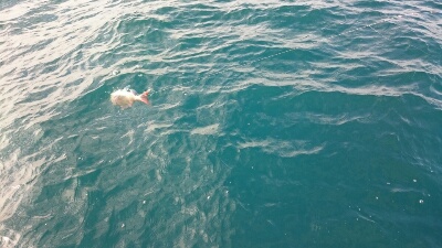 IDATEN(イダテン) 釣果