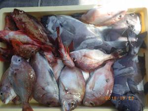石川丸 釣果