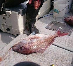 IDATEN（イダテン） 釣果