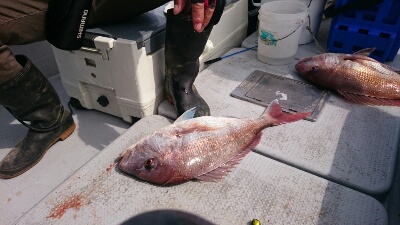 IDATEN（イダテン） 釣果