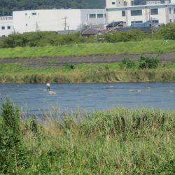 狩野川(狩野川漁業協同組合) 釣果