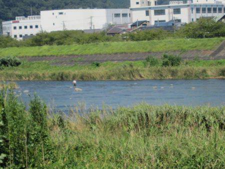 狩野川(狩野川漁業協同組合) 釣果
