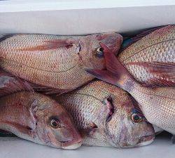 IDATEN(イダテン) 釣果