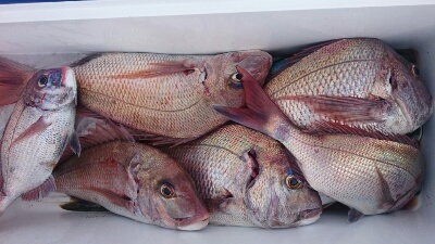 IDATEN(イダテン) 釣果