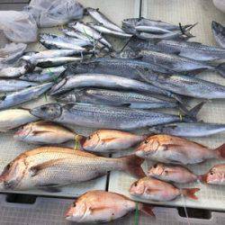 ミタチ丸 釣果