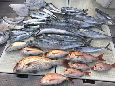 ミタチ丸 釣果