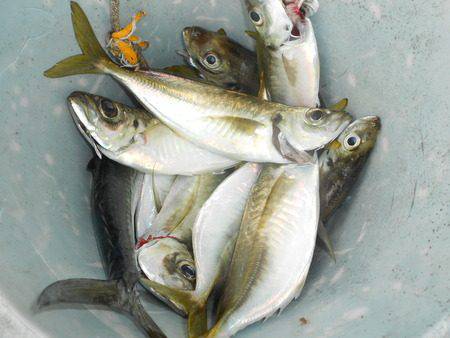 こうゆう丸 釣果