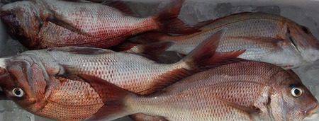 こうゆう丸 釣果