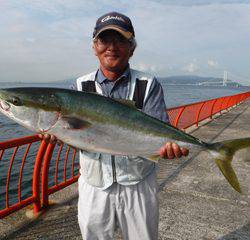 神戸市立平磯海づり公園　ブリ 	88㎝