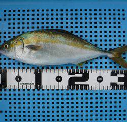 神戸市立平磯海づり公園