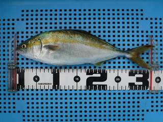 神戸市立平磯海づり公園