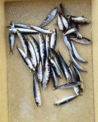 和歌山マリーナシティ釣り公園 釣果