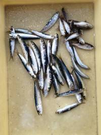 和歌山マリーナシティ釣り公園 釣果