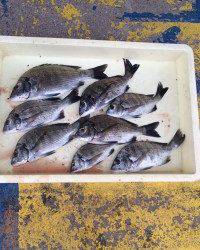 和歌山マリーナシティ釣り公園 釣果