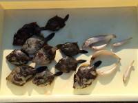 和歌山マリーナシティ釣り公園 釣果