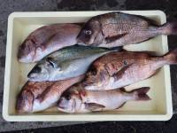 和歌山マリーナシティ釣り堀 釣果