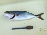 和歌山マリーナシティ釣り公園 釣果