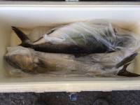 和歌山マリーナシティ釣り堀 釣果