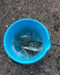 和歌山マリーナシティ釣り公園 釣果