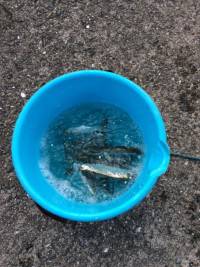 和歌山マリーナシティ釣り公園 釣果