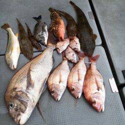 さんさん丸 釣果