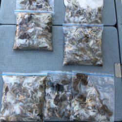 さんさん丸 釣果