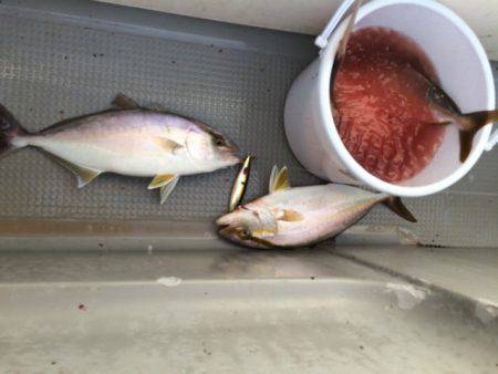 Blue.win 海人丸 釣果