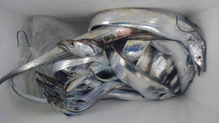 泉州丸 釣果