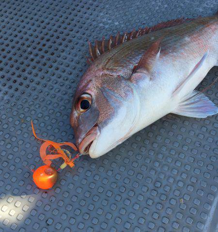 さんさん丸 釣果