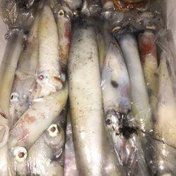 幸風(さちかぜ) 釣果