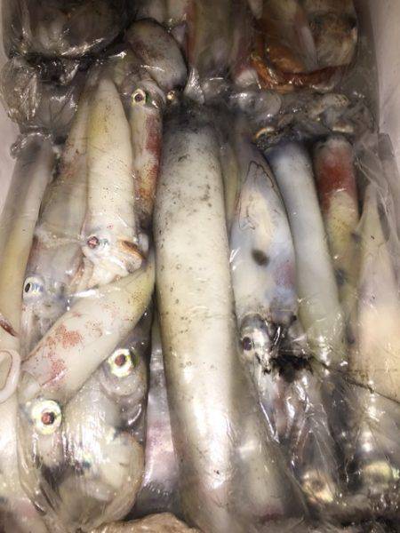 幸風(さちかぜ) 釣果