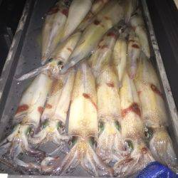 幸風(さちかぜ) 釣果